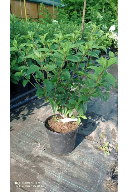 Гортензія волотиста Ванілла Фрейз - 3л/вис.35-50см/Ø25-30см